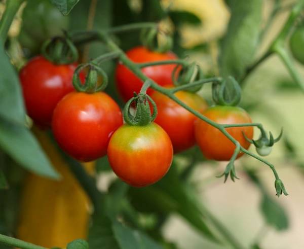 Как правильно выращивать помидоры черри в домашних условиях? с фото
