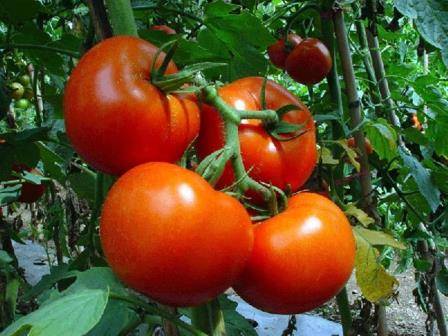 Как правильно вырастить помидоры в теплице зимой - фото