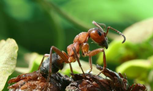Как из теплицы вывести муравьев - фото