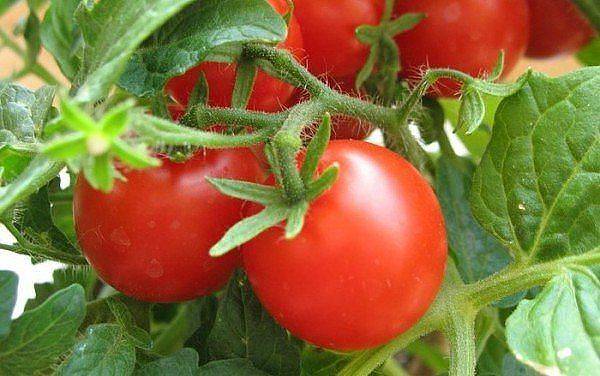 Правильная подкормка рассады помидоров - залог богатого урожая - фото