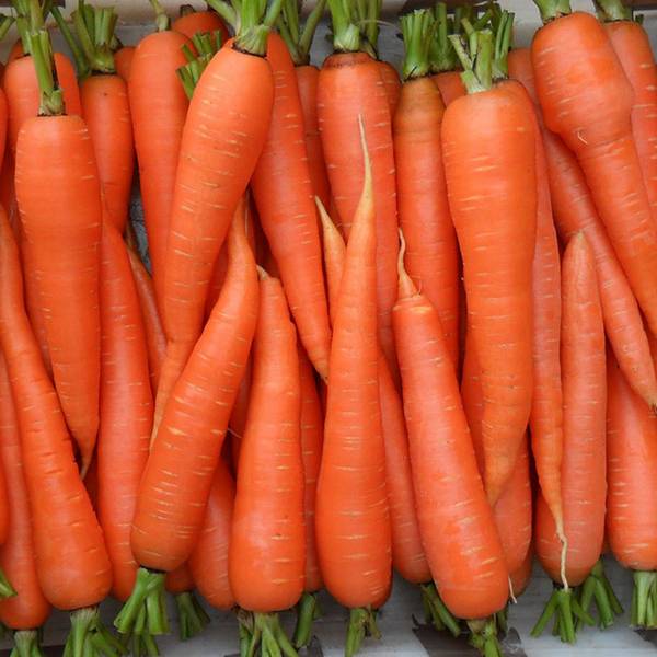 Витаминная морковь  какие в морковке содержатся витамины, и на что они влия ... - фото