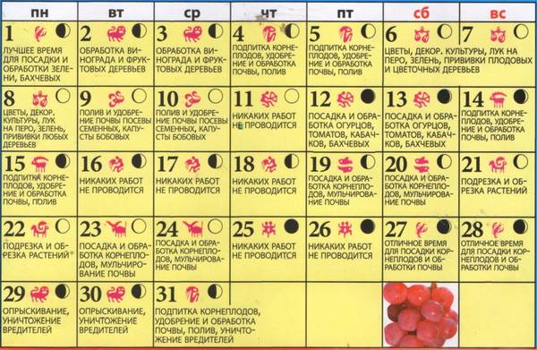 Календарь посадки баклажан: полезные советы с фото