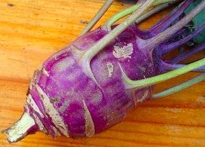 Капуста кольраби - все секреты выращивания сочного стеблеплода - фото
