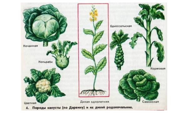Как вырастить савойскую капусту из семян - фото