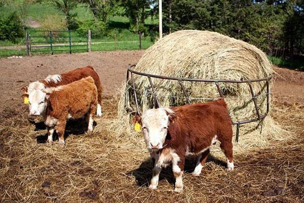 Разведение карликовых животных на ферме с фото