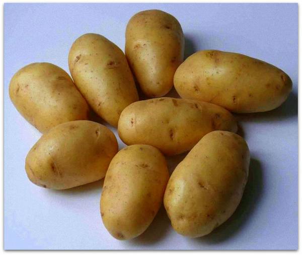 Картофель Импала — описание раннеспелого сорта высокого качества - фото