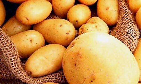 Отличный голландский сорт картофеля Импала - фото