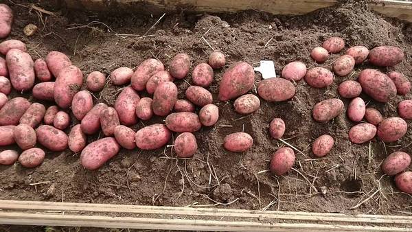 Сорт картофеля Роко — неизменный фаворит овощеводов - фото