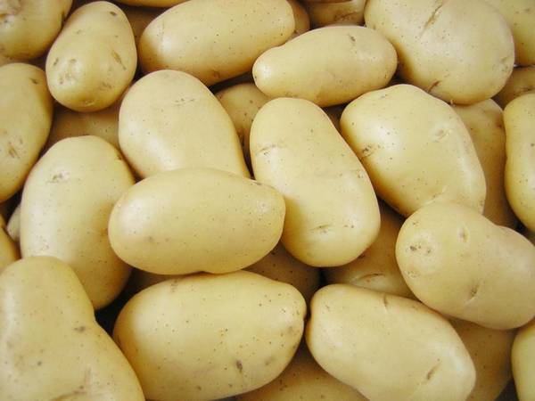 Преимущества популярного сорта картофеля Тулеевский - фото