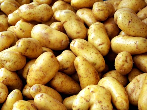Отличия и описание сорта картофеля Жуковский - фото