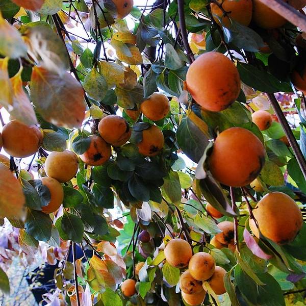 Необычное дерево с замечательными плодами  хурма с фото