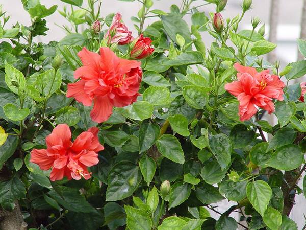 Китайская роза, или «гибискус» - цветок смерти? - фото