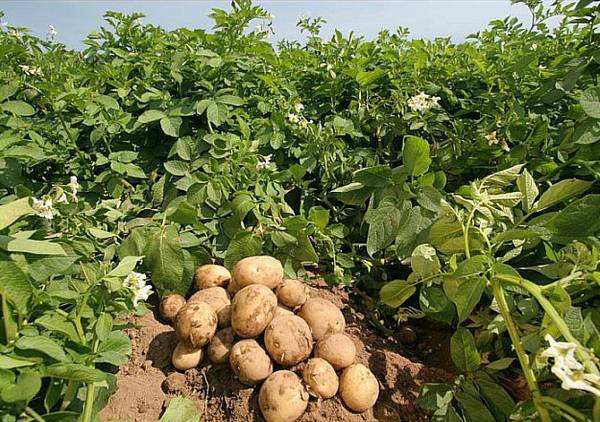 Когда копать картошку: советы по уборке урожая - фото