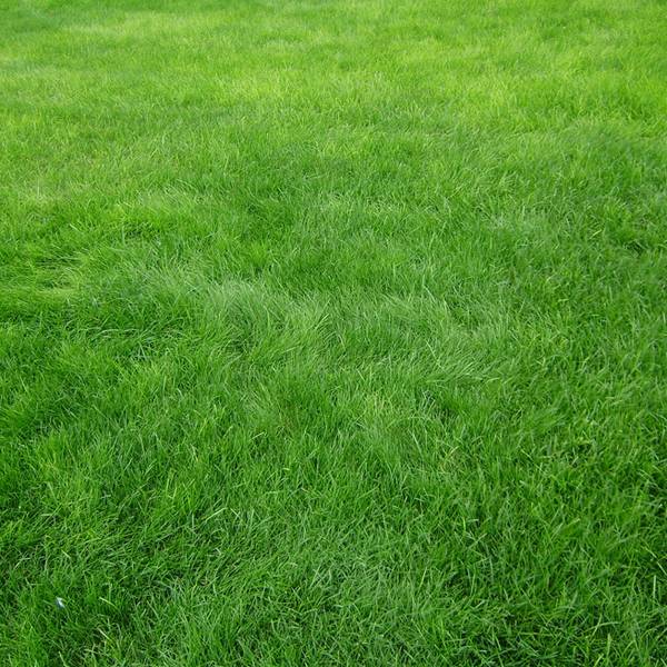 Когда сажать газонную траву, и как добиться её наилучшей всхожести с фото