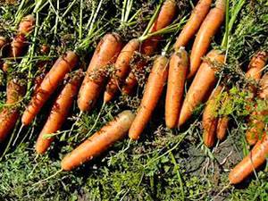 Как сохранить морковь - фото