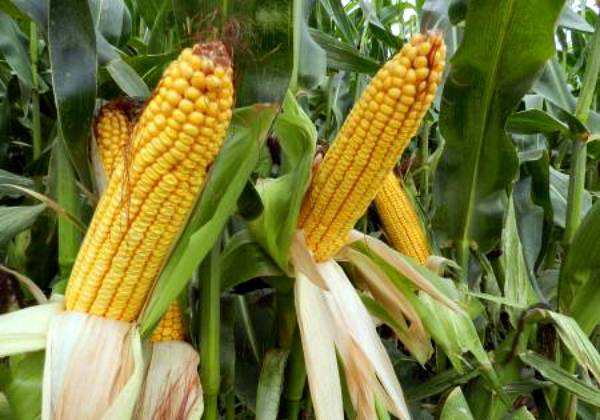 Когда можно собирать кукурузу: сроки созревания - фото
