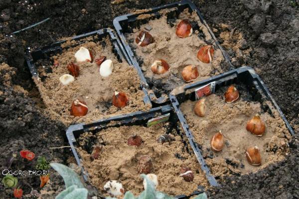 Когда сажать луковицы тюльпанов осенью  сроки и время, температура воздуха и почвы с фото