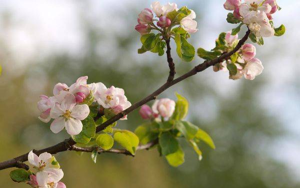 Когда распускается и цветет дерево яблони - фото