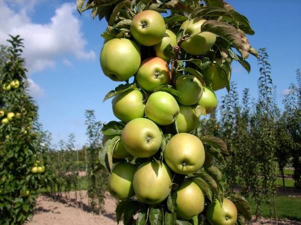 Особенности выращивания колоновидной яблони сорта Янтарное ожерелье - фото