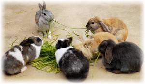 Чем кормить крольчат с фото