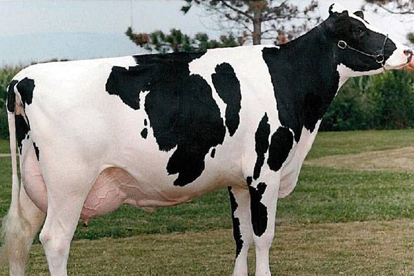 Высокая молочная продуктивность коров Галштино-фризской породы - фото