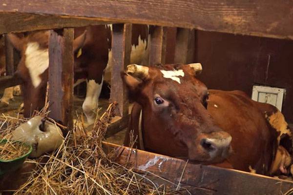 Содержание коров в частном подсобном хозяйстве с фото