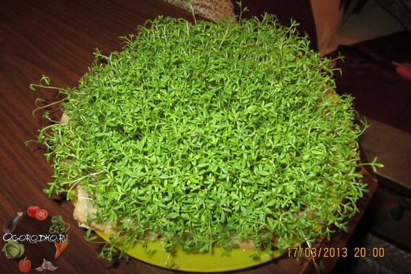 Кресс-салат, выращивание на подоконнике  пошаговая инструкция, без земли, в грунте, воде, вате с фото