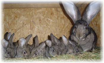 Крольчиха ест крольчат: отказа и поедания - фото