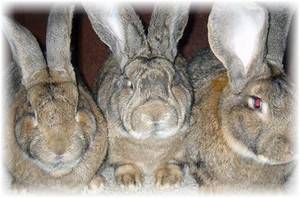 Кролики породы фландр, выбор и содержание с фото