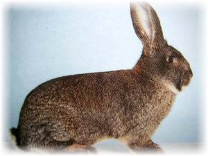 Кролики породы ризен: особенности ухода и содержания с фото