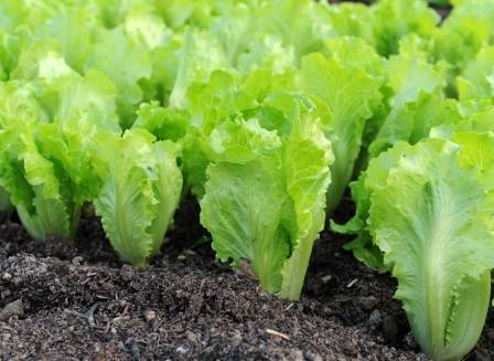 Листовой салат: видовое разнообразие и способы выращивания - фото