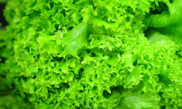 Как выращивать листовой салат с фото