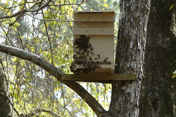 Ловушка для пчел: изготовление и места установки - фото