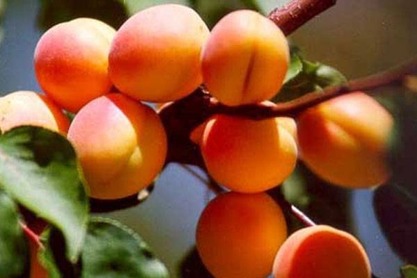 Обзор сортов абрикоса для средней полосы России - фото