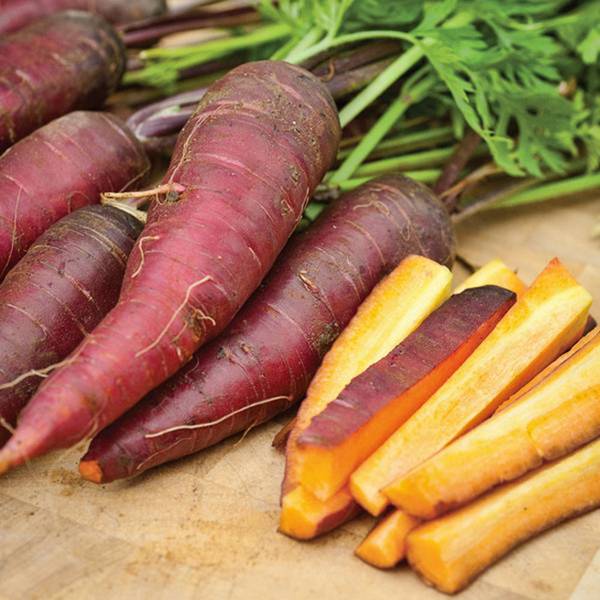 Фиолетовая, белая и желтая морковка, а также самые лучшие сорта моркови - фото