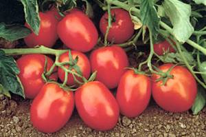 Лучшие сорта тепличных и грунтовых томатов для Сибири с фото