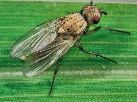 Луковая муха: чем опасен вредитель и как с ним бороться - фото