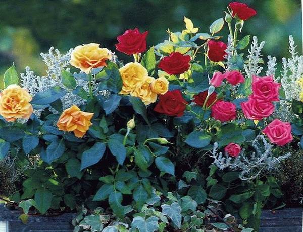 Миниатюрные розы — маленькое сокровище с фото