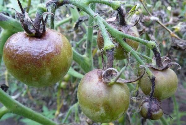 Когда нужно опрыскивать помидоры медным купоросом от фитофторы? - фото