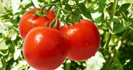 Почему иногда помидоры имеют мелкий лист с фото