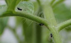 Черные и белые мошки на помидорах: как избавиться от вредителей - фото