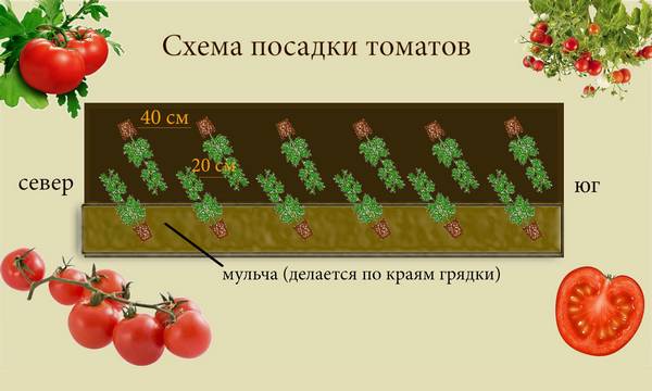 Хотите хороший урожай томатов - получите - фото