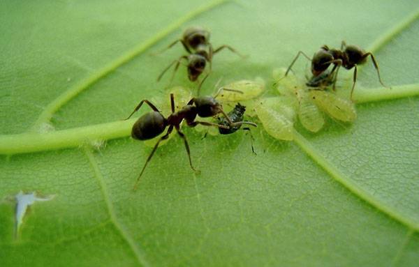 Все о разносчиках тли муравьях с фото