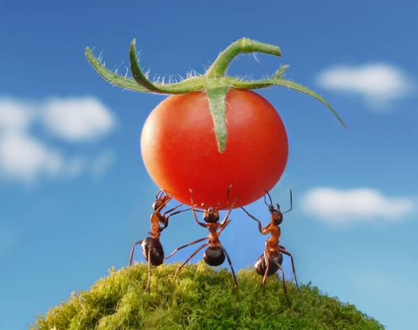 Как избавиться от муравьев в теплице с помидорами? - фото