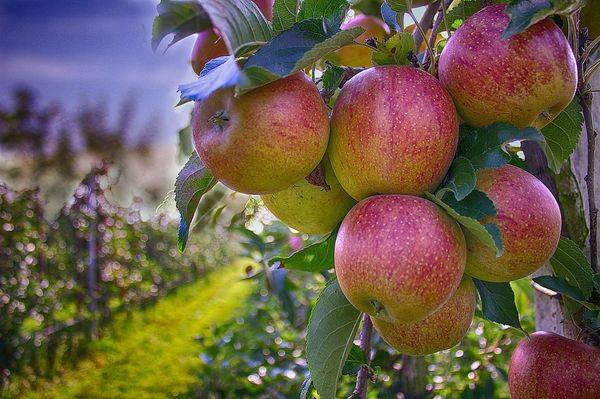 На какой год начинает плодоносить яблоня после посадки саженцев - фото