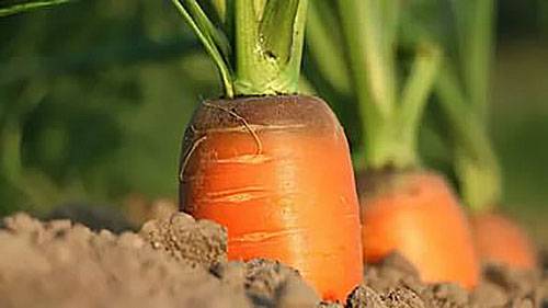Народные средства для удобрения моркови в открытом грунте - фото