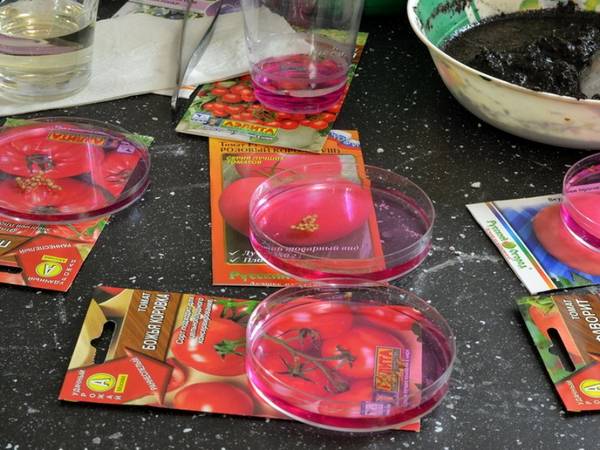 Зачем обеззараживать семена томатов и как это сделать? с фото