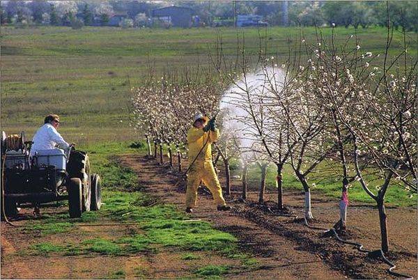 Инструкция по обработке яблони медным купоросом весной с фото