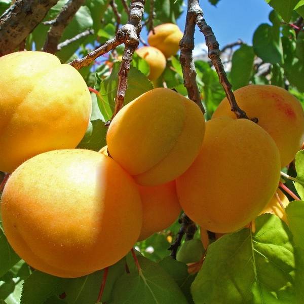 Правильная обрезка абрикоса увеличивает урожаи и продлевает жизнь старым деревьям с фото