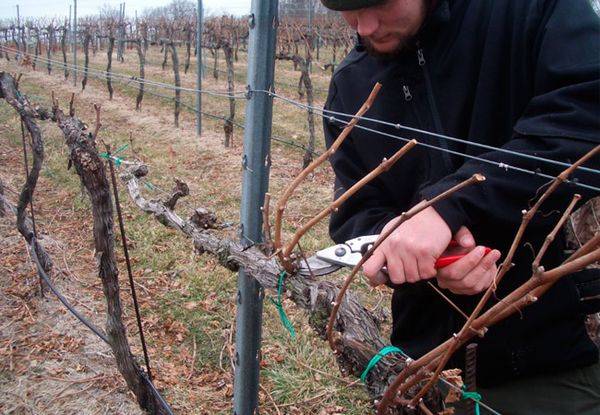 Как провести обрезку винограда и получить богатый урожай с фото